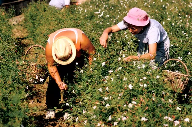 Recollint flors a Grasse