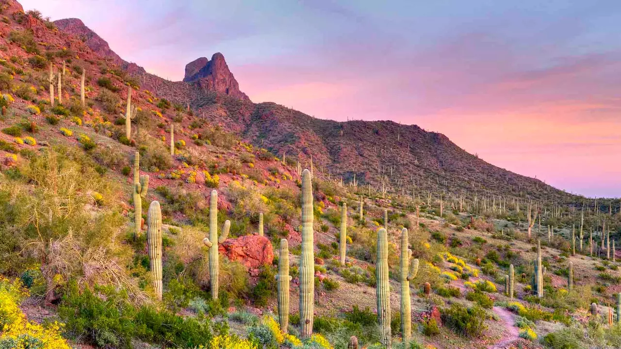 A què fa olor el desert d'Arizona?