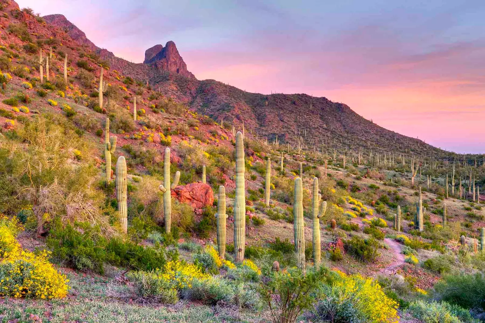 arizonas öken i blom