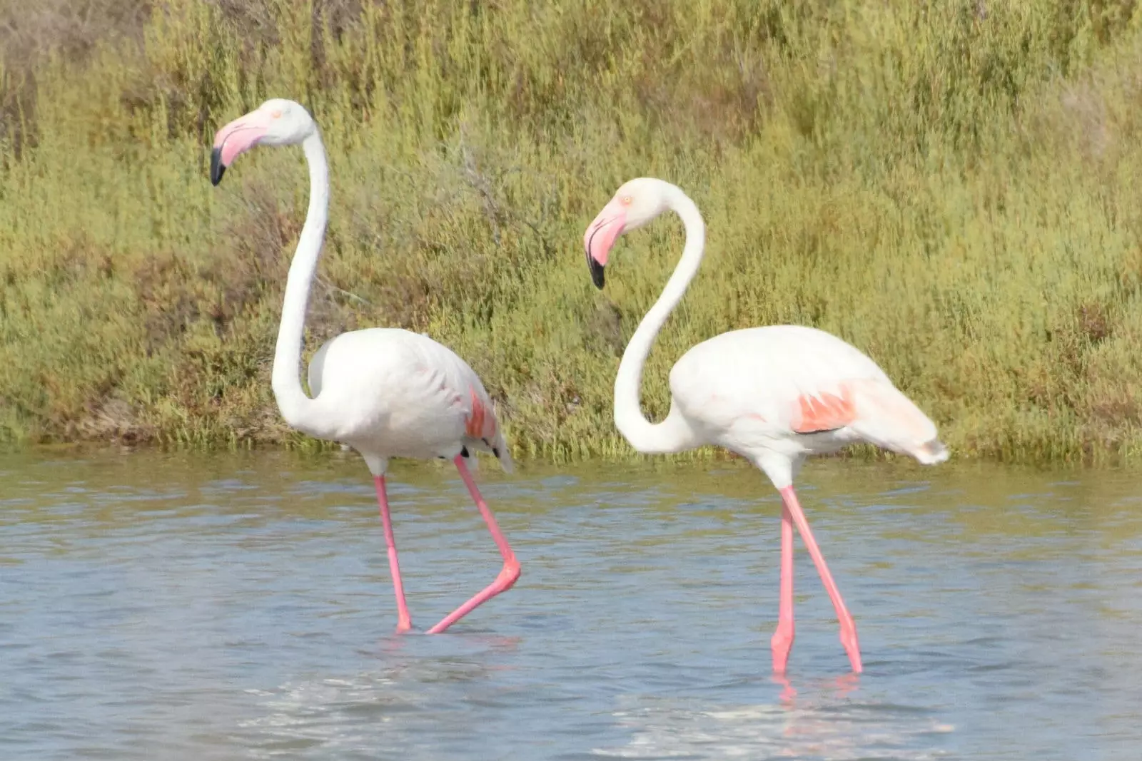 Flamingo pilsētā Ses Salines.