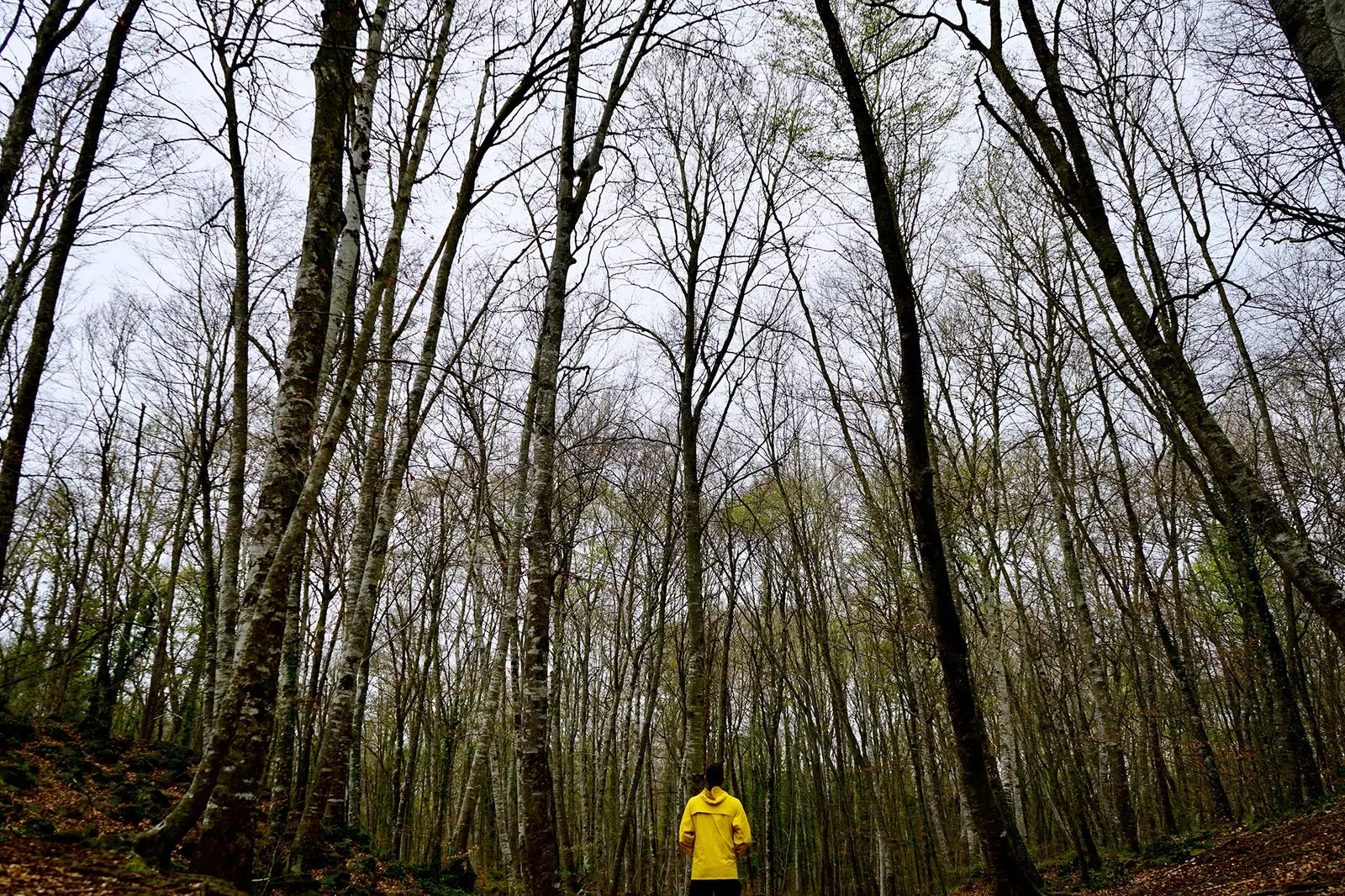 Лес Fageda d'en Jordà