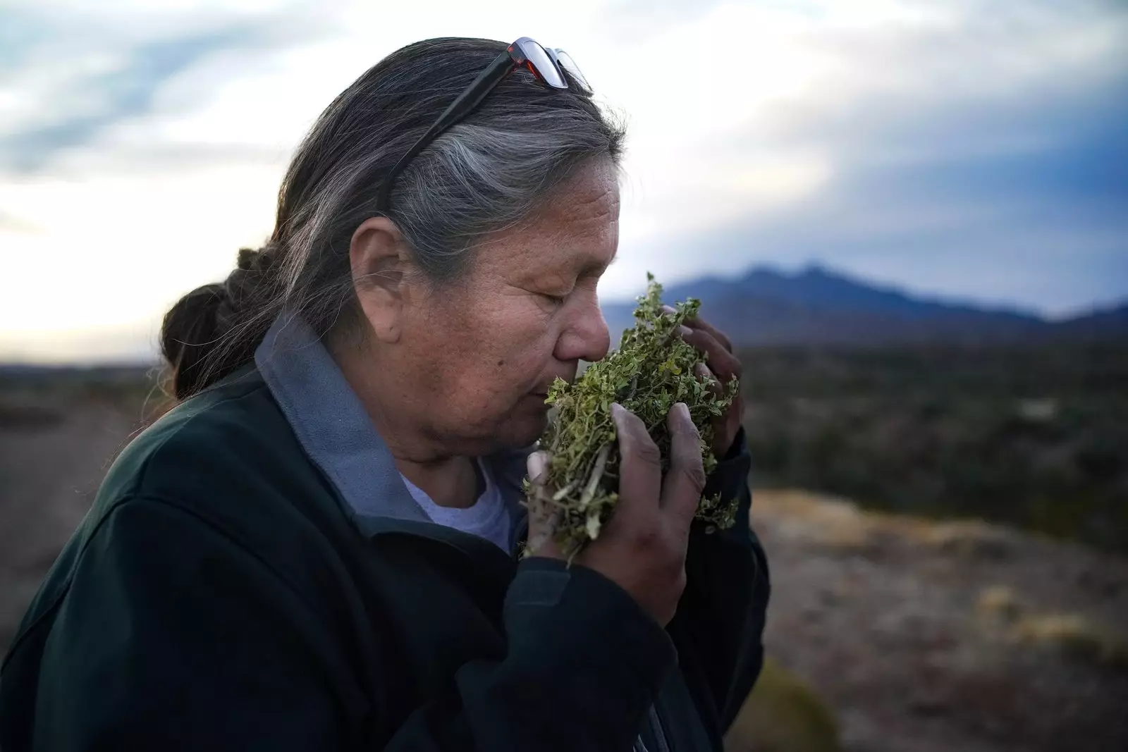 Twila Cassadore, великият учител по жътвар от San Carlos Apache в Калифорния, който преподава медицински практики и...