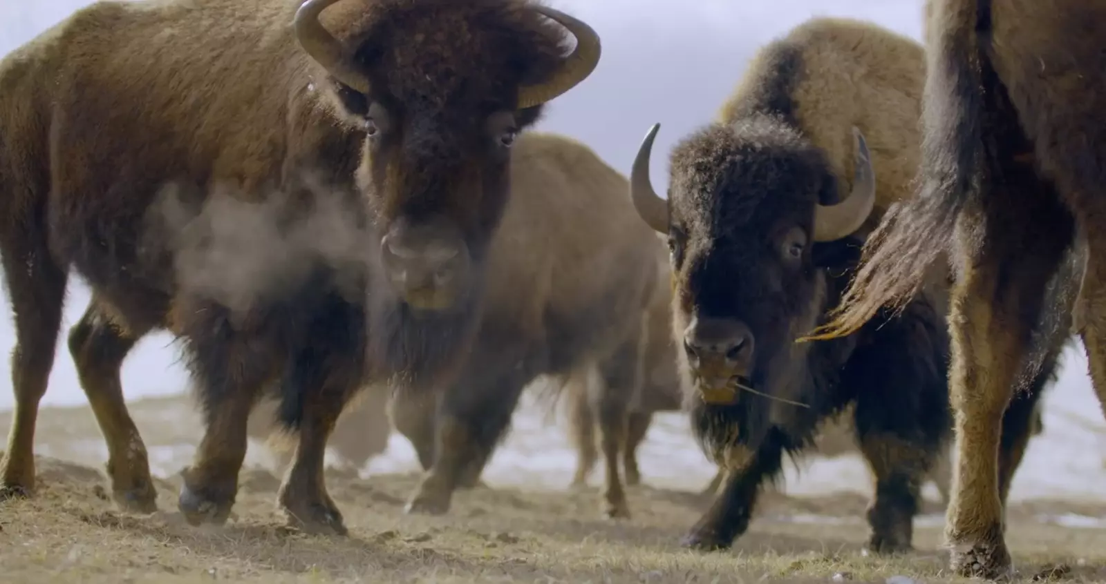 Elsie Dubray fra Cheyenne River Sioux Tribe dedikert til vitenskapelig forskning på det tradisjonelle kostholdet til...