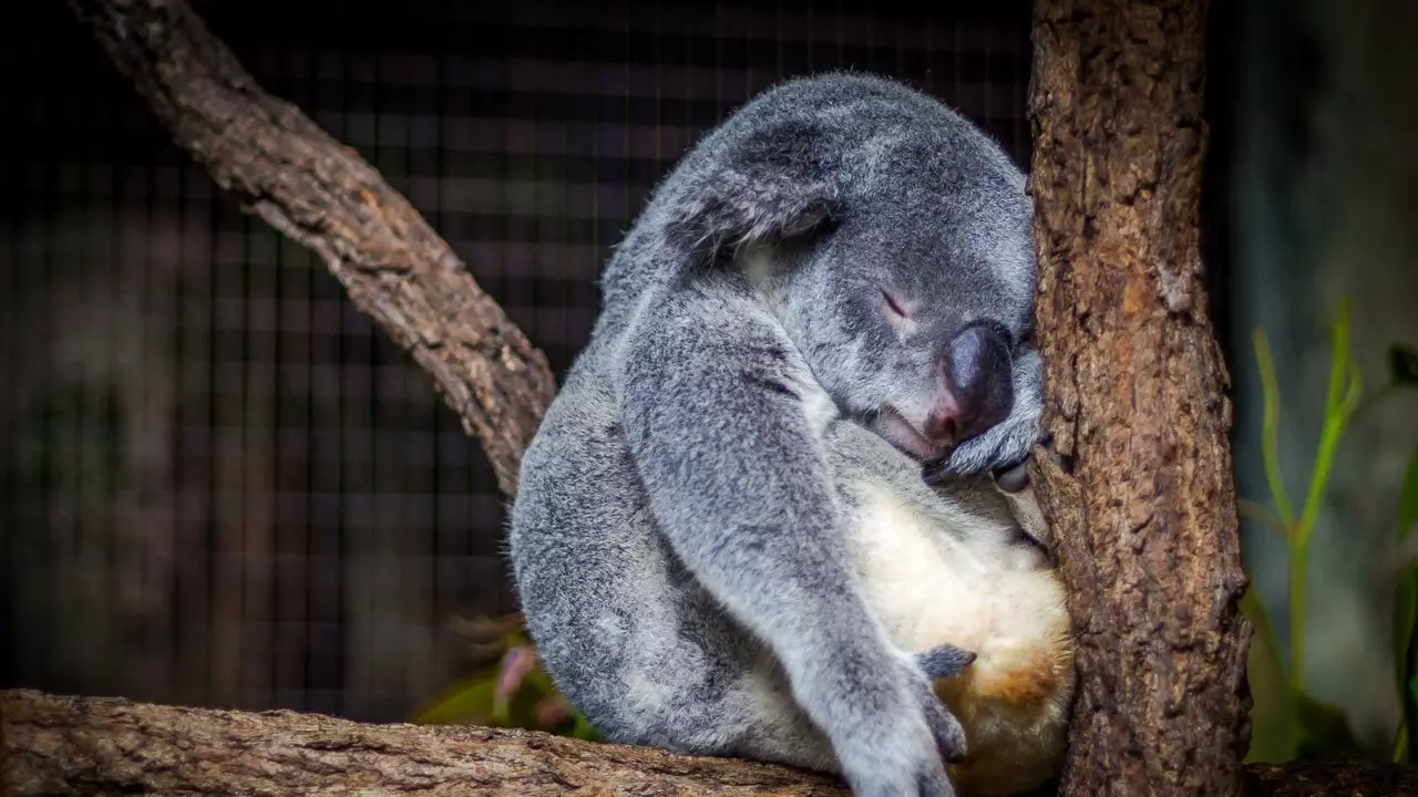 Australia kestää ilmastonmuutosta 20 miljoonalla puulla