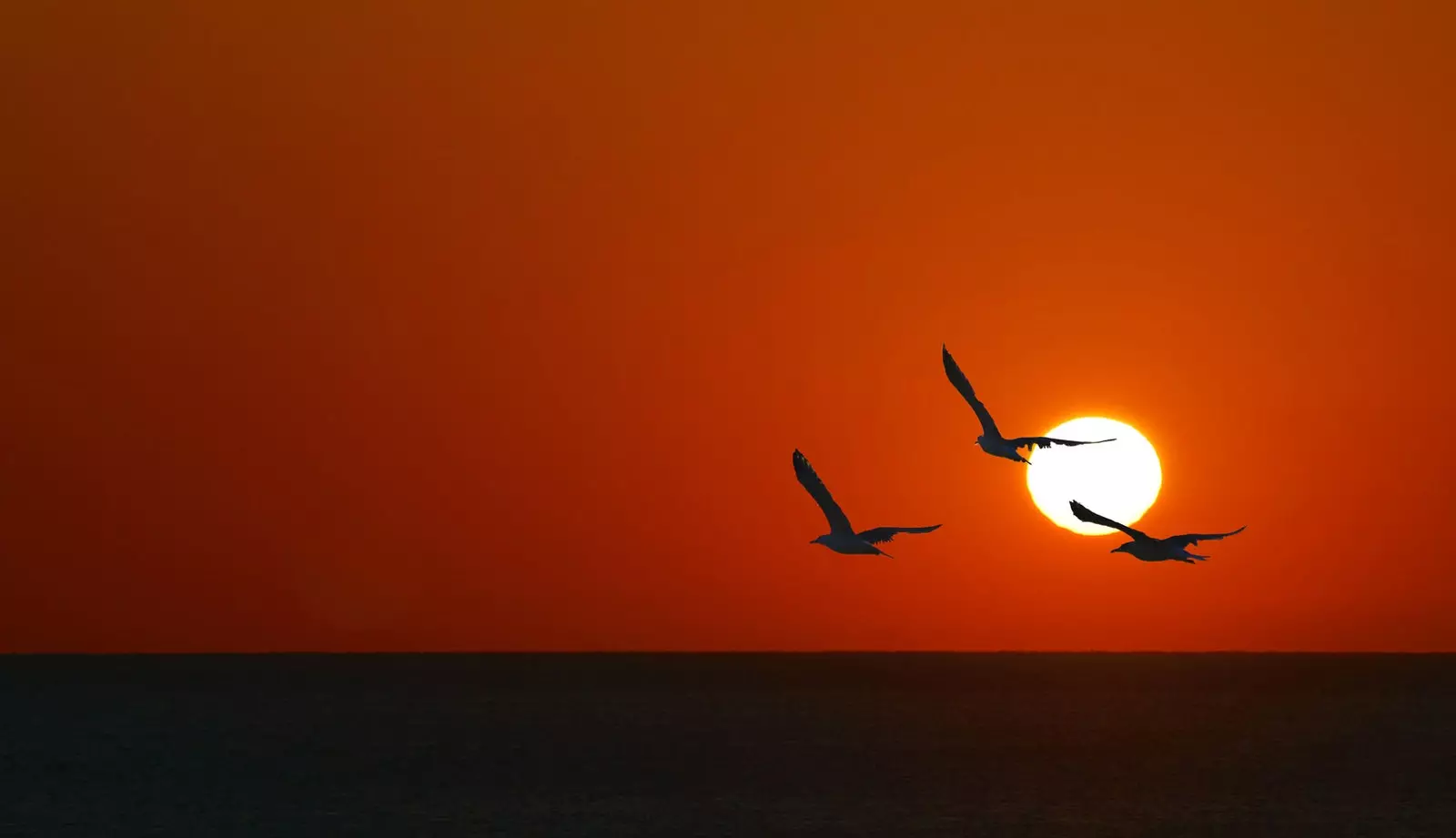 Seagulls flying to meet the sun in Garrucha