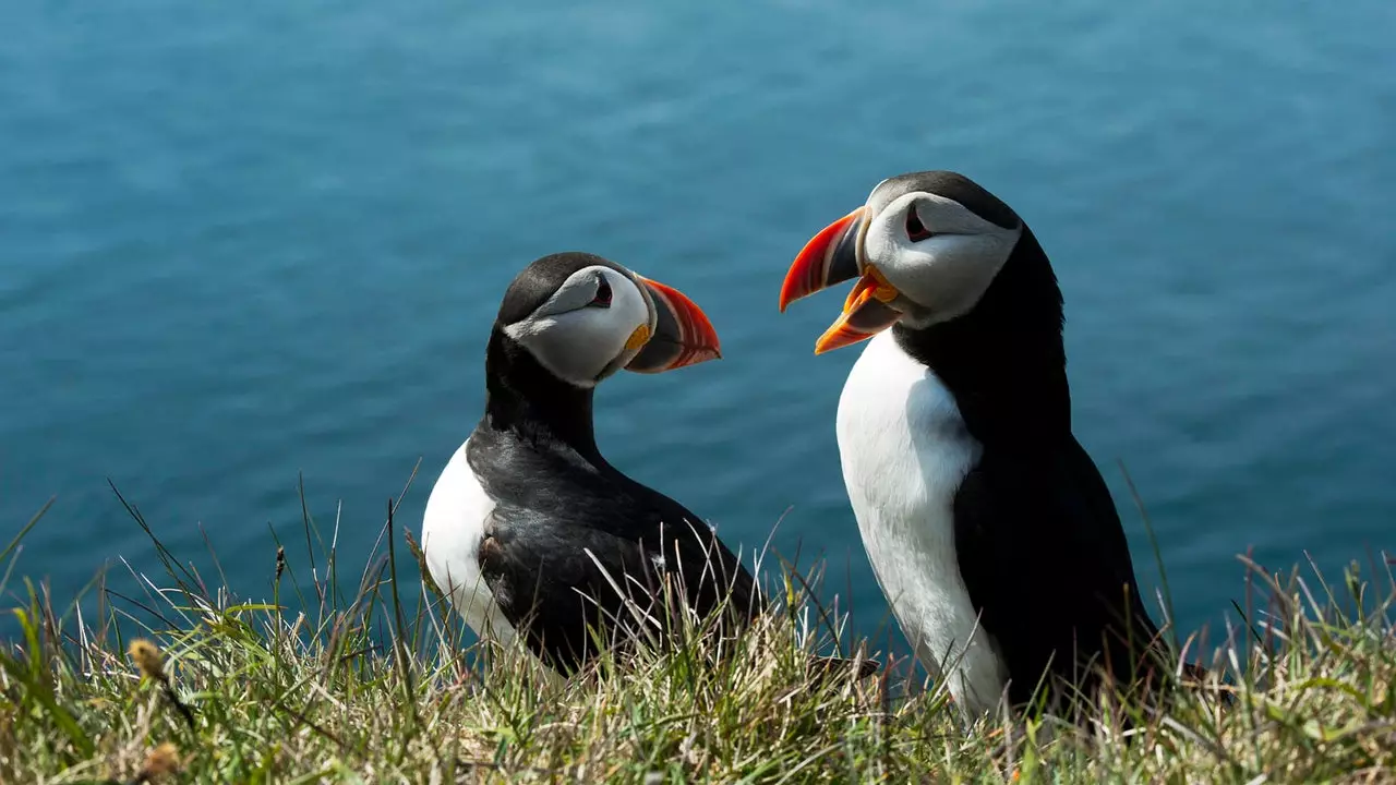 Puffin görmek için dünyanın en iyi yerleri