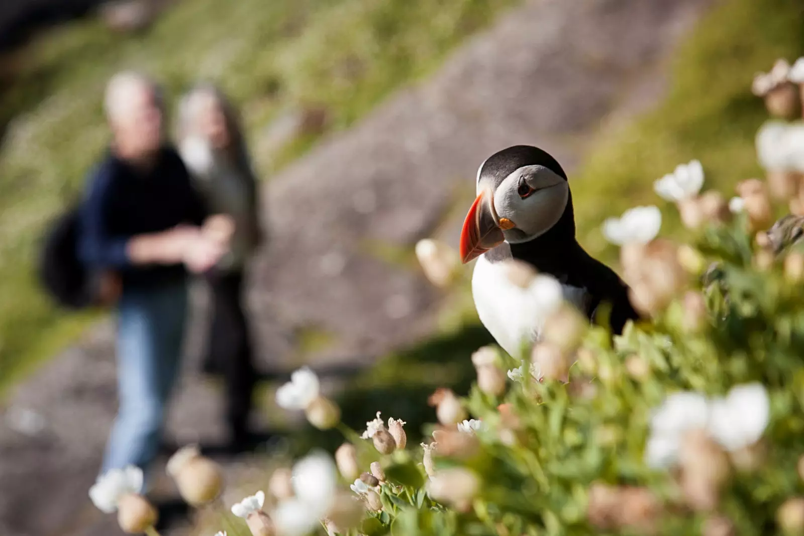 Një nga ishujt puffins