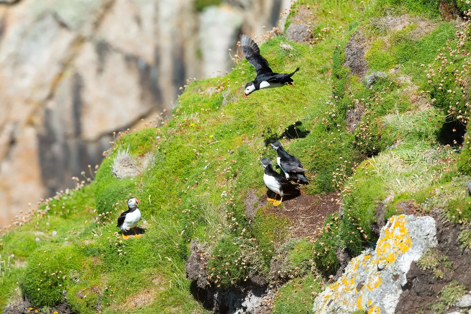 Lundy İngiltere'de Puffins