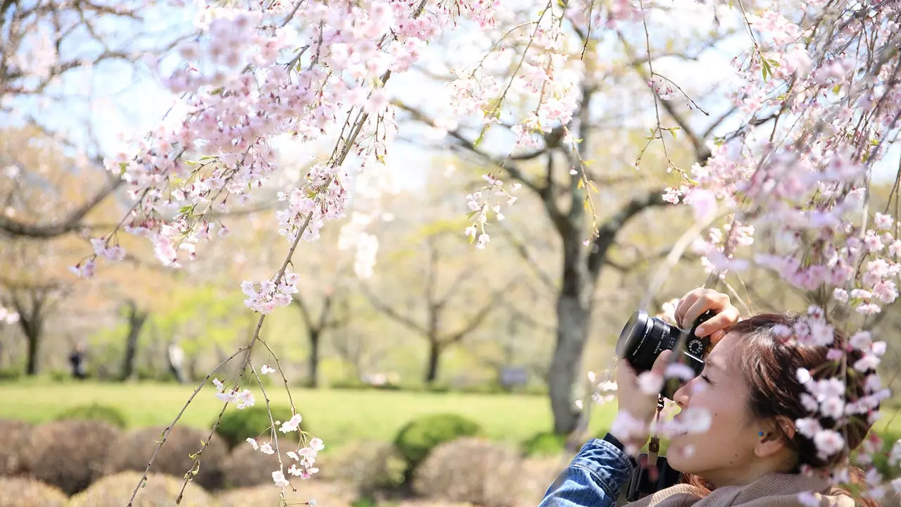 Onde e quando ver as flores de cerejeira no Japão este ano