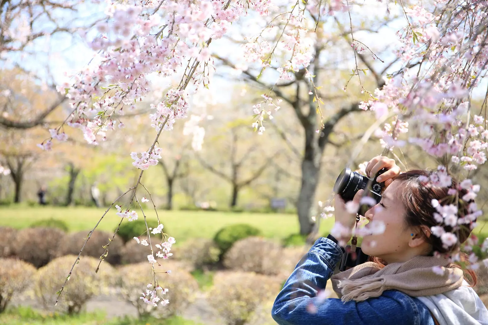 Var och när man kan se körsbärsblomningen i Japan i år 15324_1