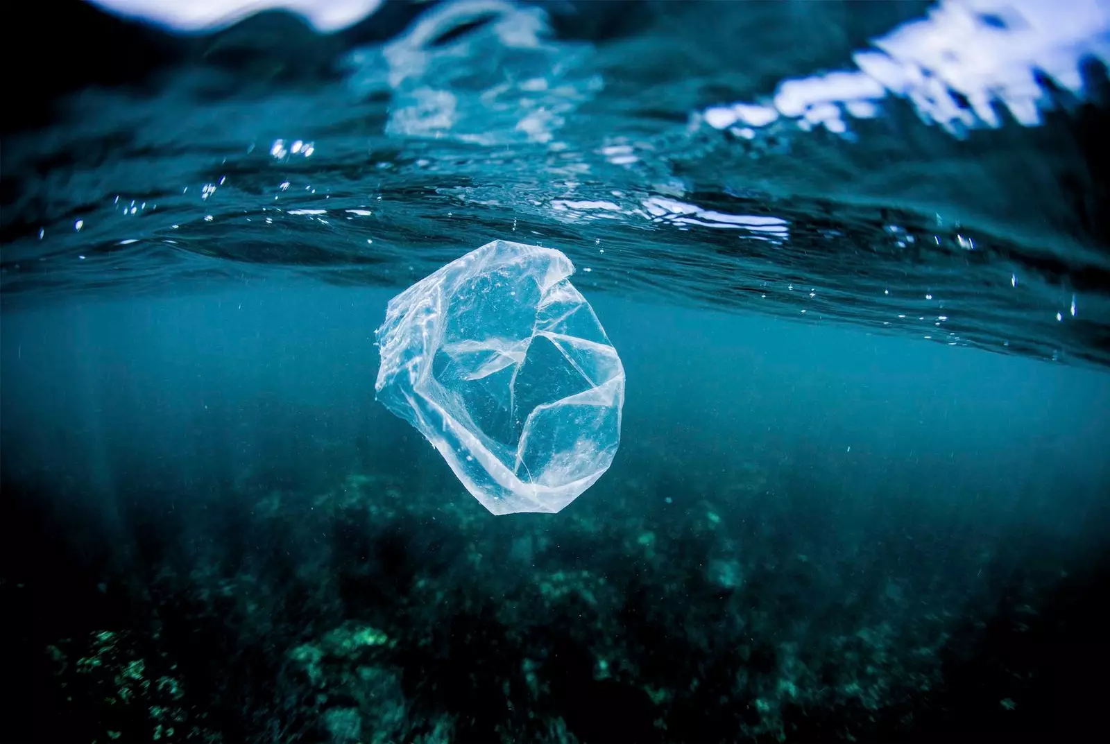 Borża tal-plastik tpoġġi f’wiċċ l-ilma fuq sikka tal-qroll fil-Kosta Rika