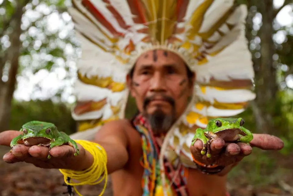 Chamn som viser Kambo-frosken brukt i forfedremedisinen til Amazonas urfolksstammer og som prøvde å...