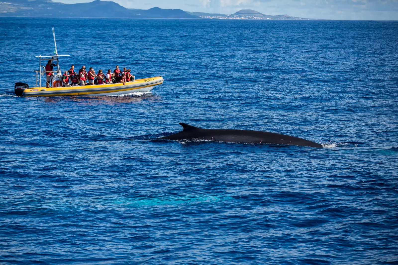 Walvissen spotten op Graciosa Azoren