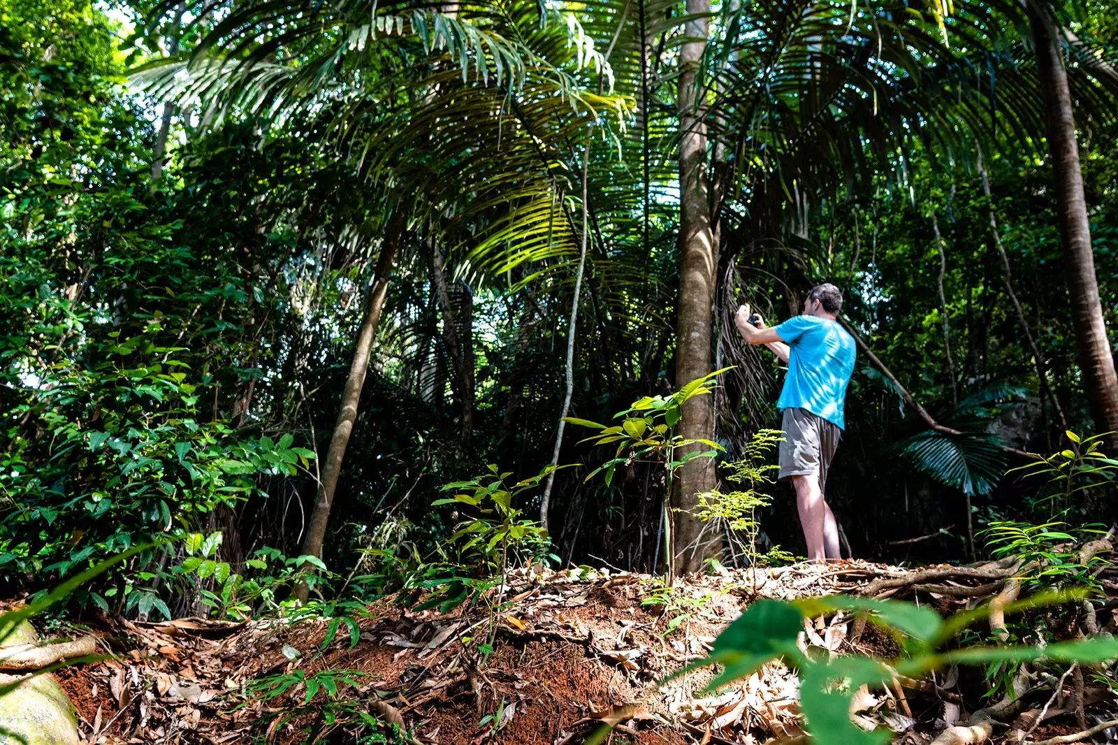 Skog på Tioman Island Malaysia