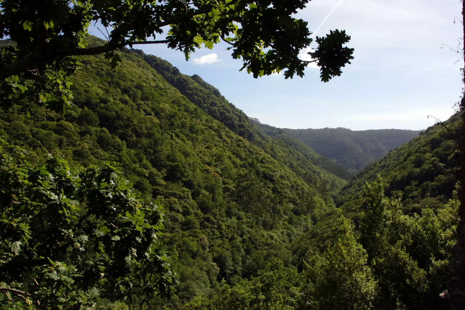 The course of the Eume River is surrounded by exuberant virgin forests.