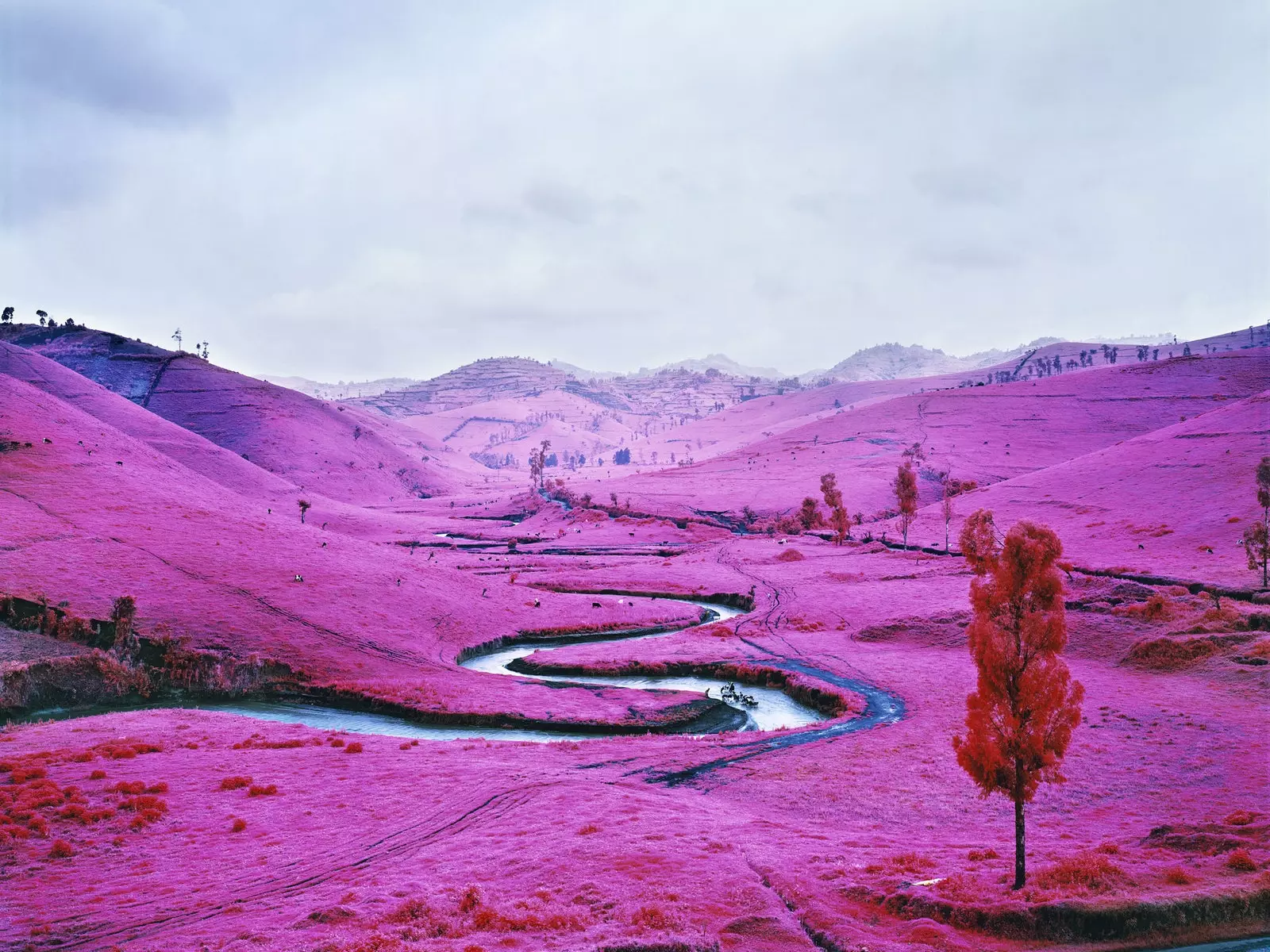 דאָס איז דער ערשטער רעטראַספּעקטיוו פון Richard Mosse אין באַלאָוני איטאליע