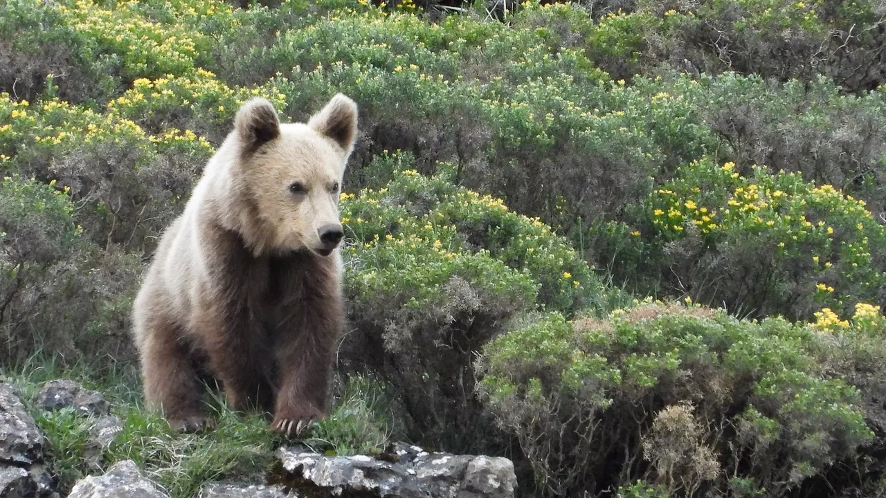 På sporet af den brune bjørn i Asturien