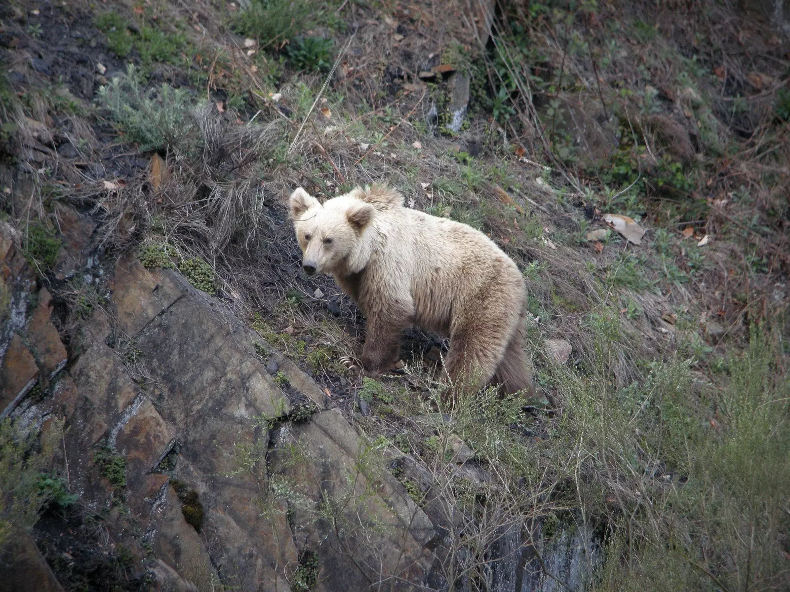 Urso cantábrico claro Astúrias