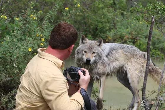 Northern Light Wolf centras