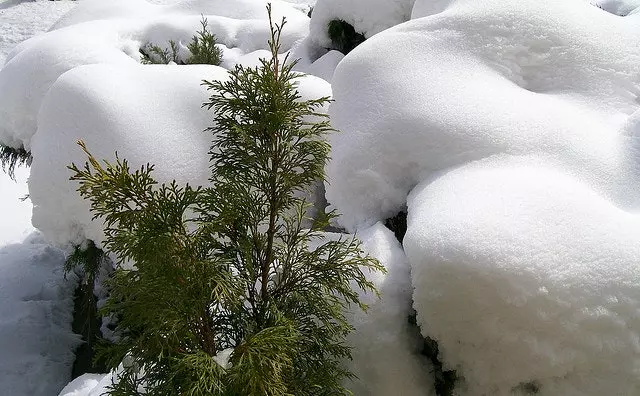 Borë pronësore e anijes me avull për shampanjë pluhur