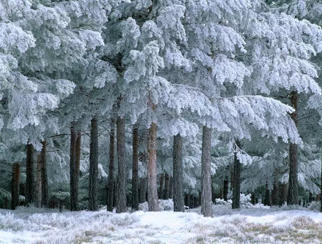 Sierra Nevada