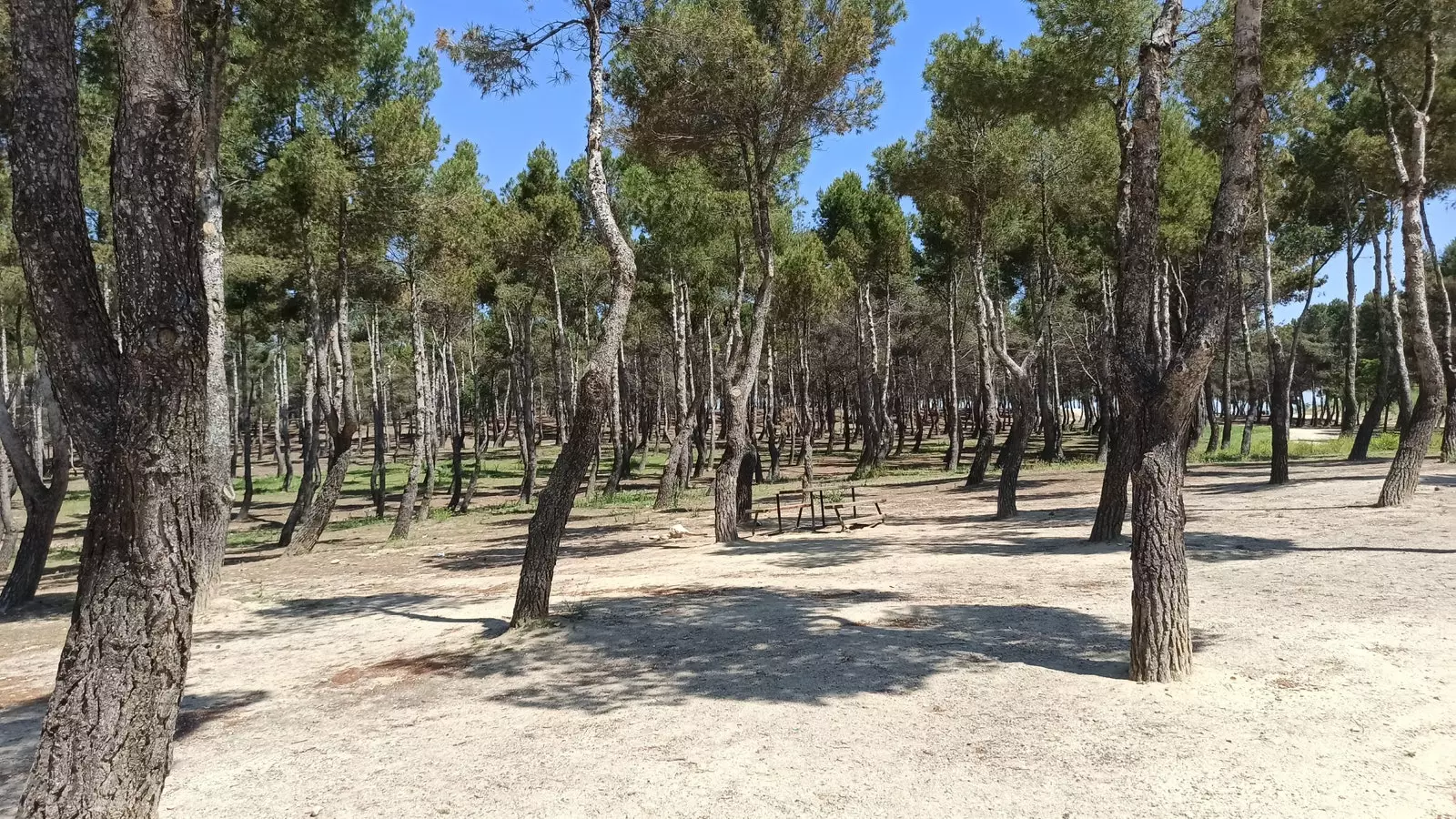 Çam ormanı Almodóvar tepesi Madrid.