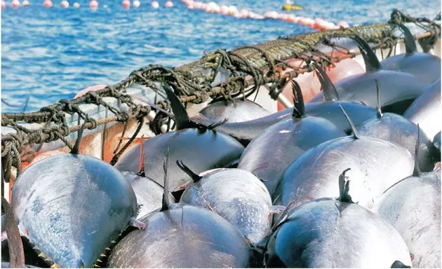 Tuna Fëscherei an der almadraba