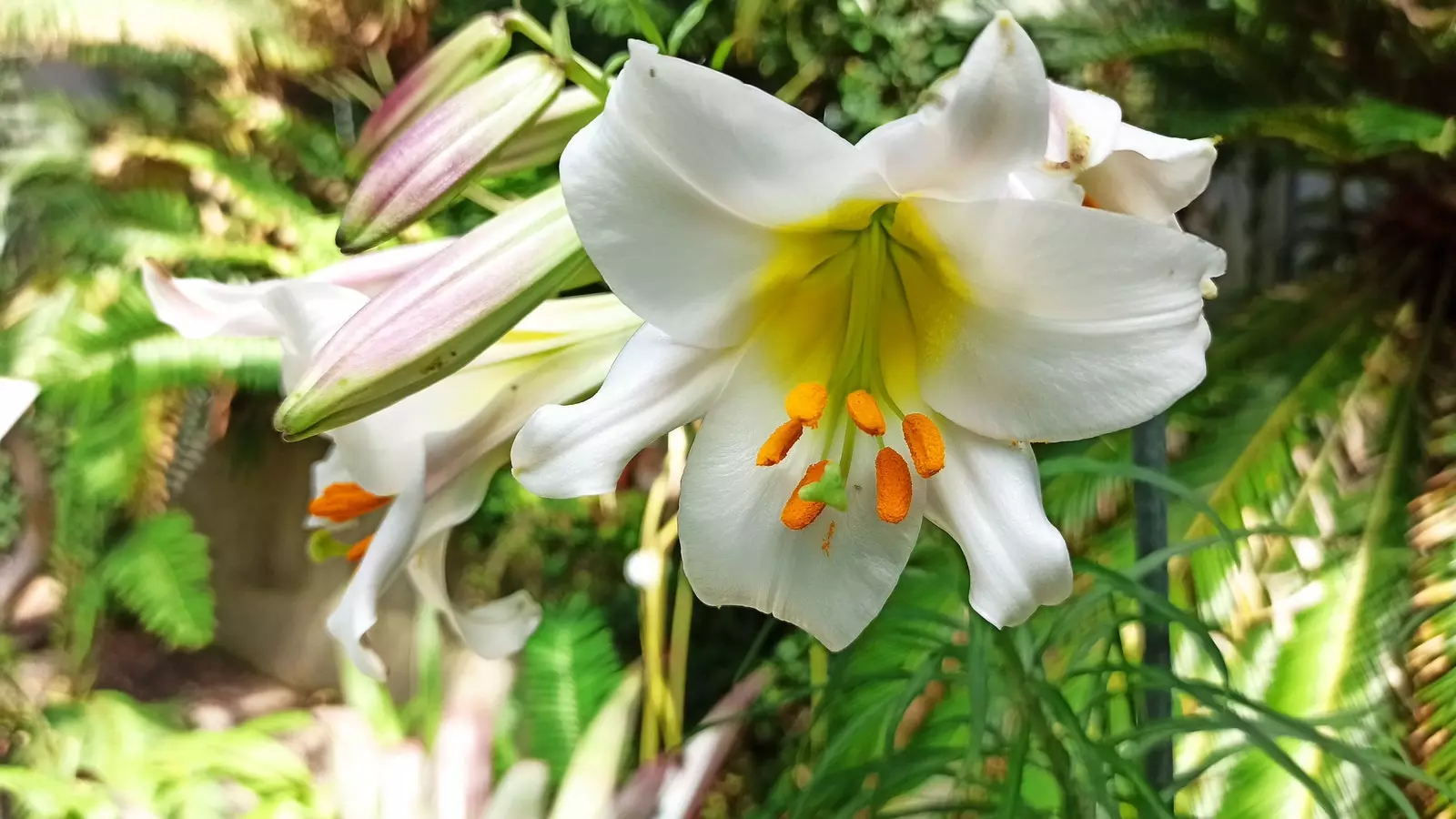 Ein Exemplar aus dem Königlichen Botanischen Garten