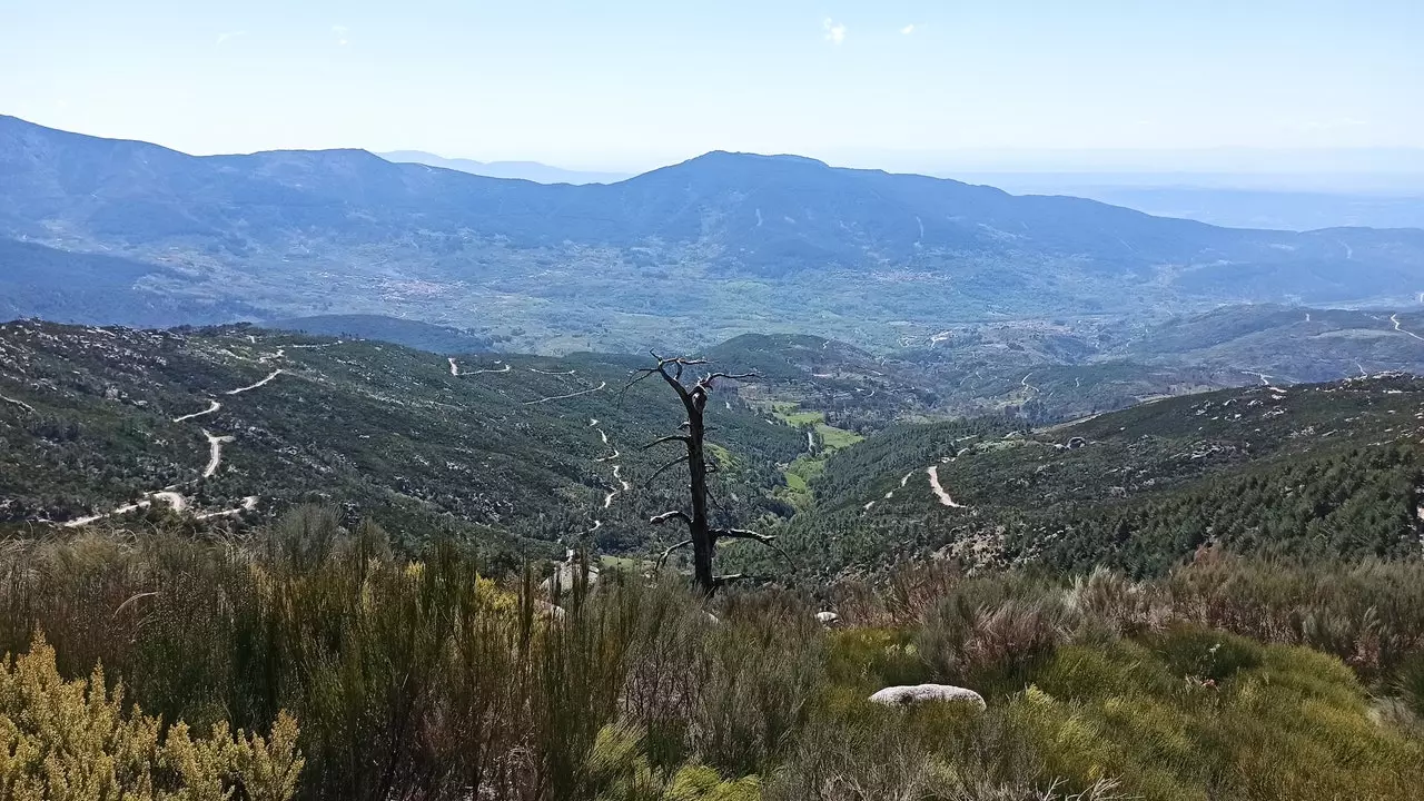 La Rubia, шлях Gredos, які адраджаецца з попелу, як фенікс