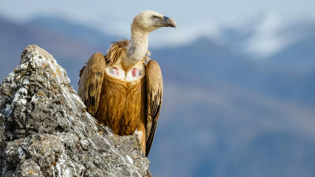 CERI, le sanctuaire d'oiseaux de proie de Sevilleja de la Jara (Tolède)