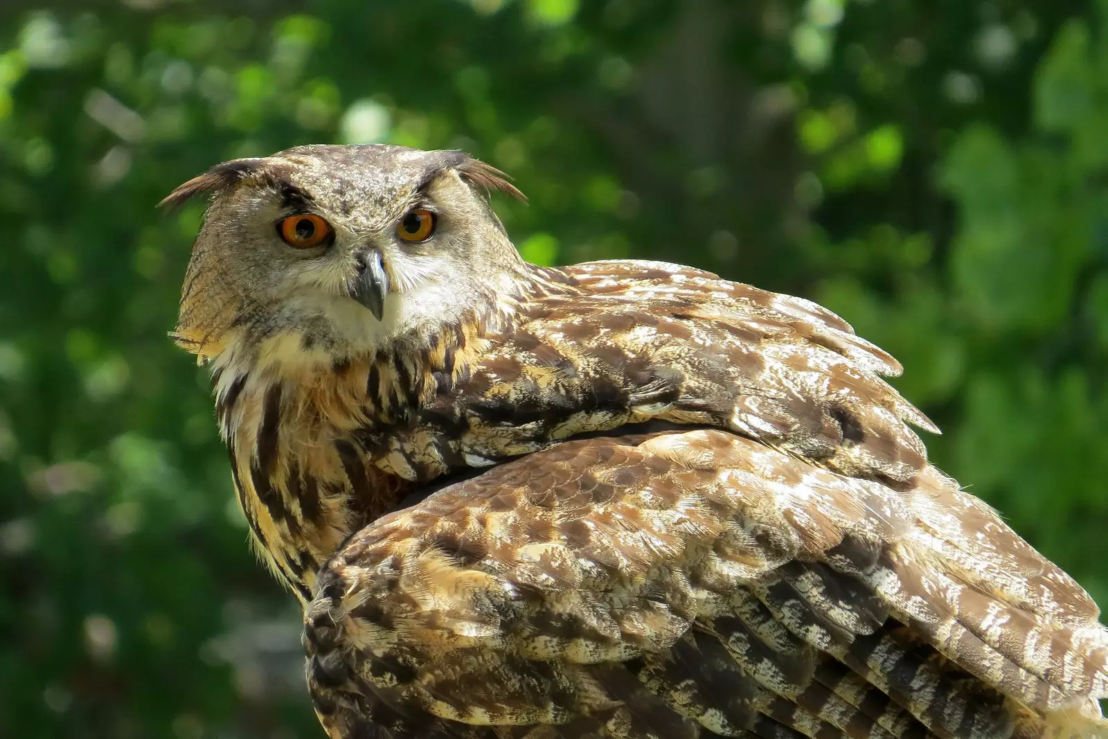 Burung Hantu Diraja