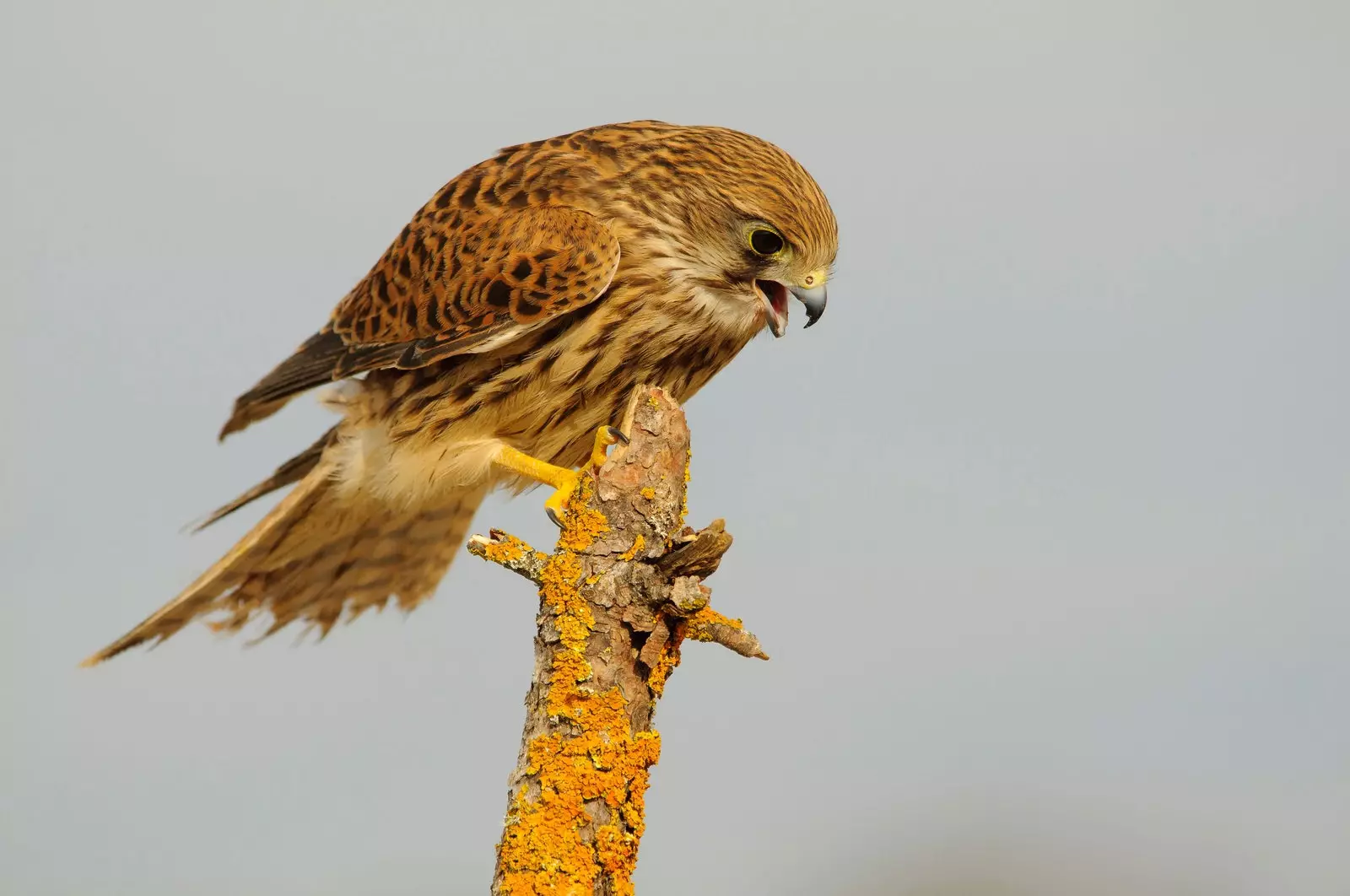 Kestrel