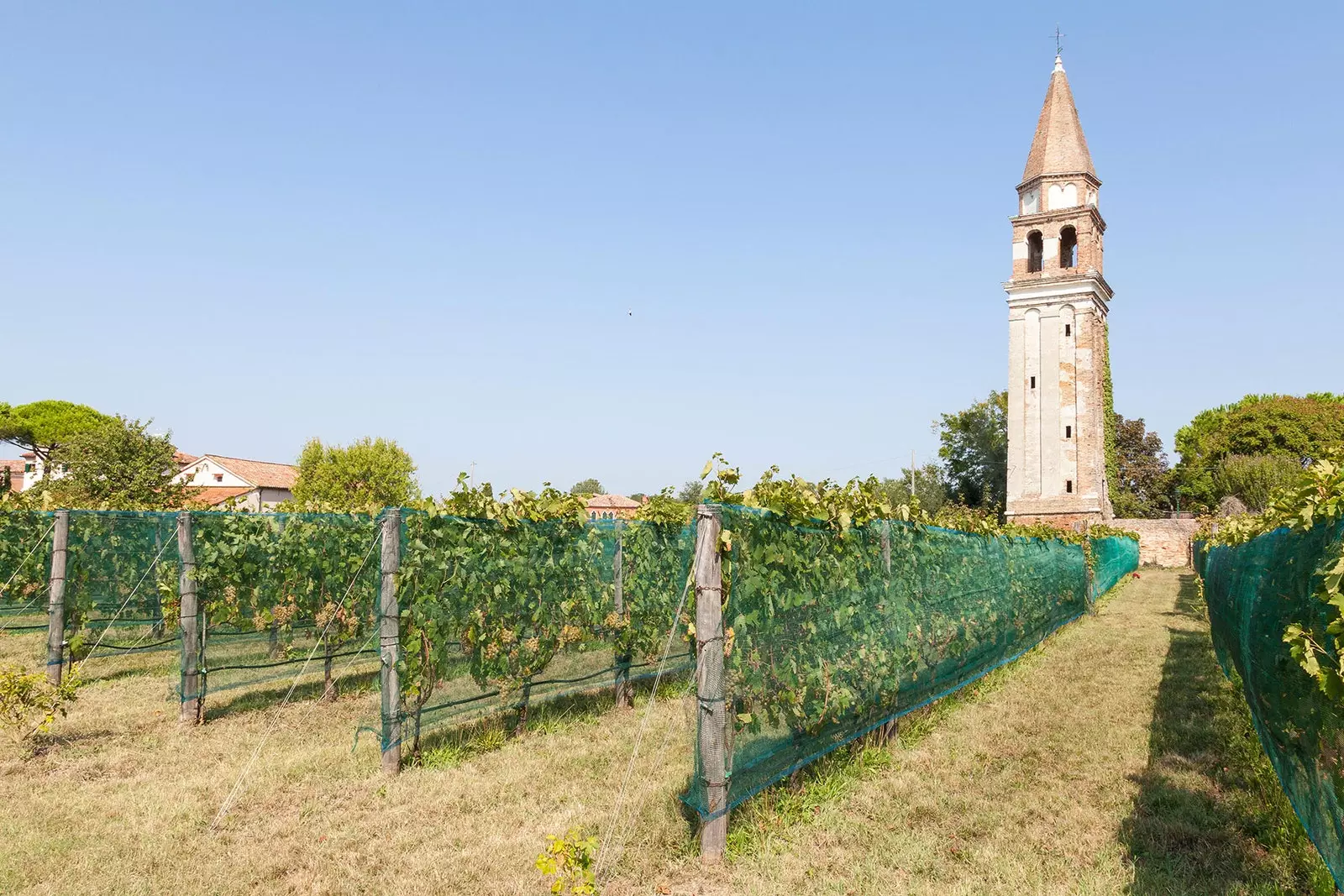 De wijngaarden van Mazzorbo naast de kerk