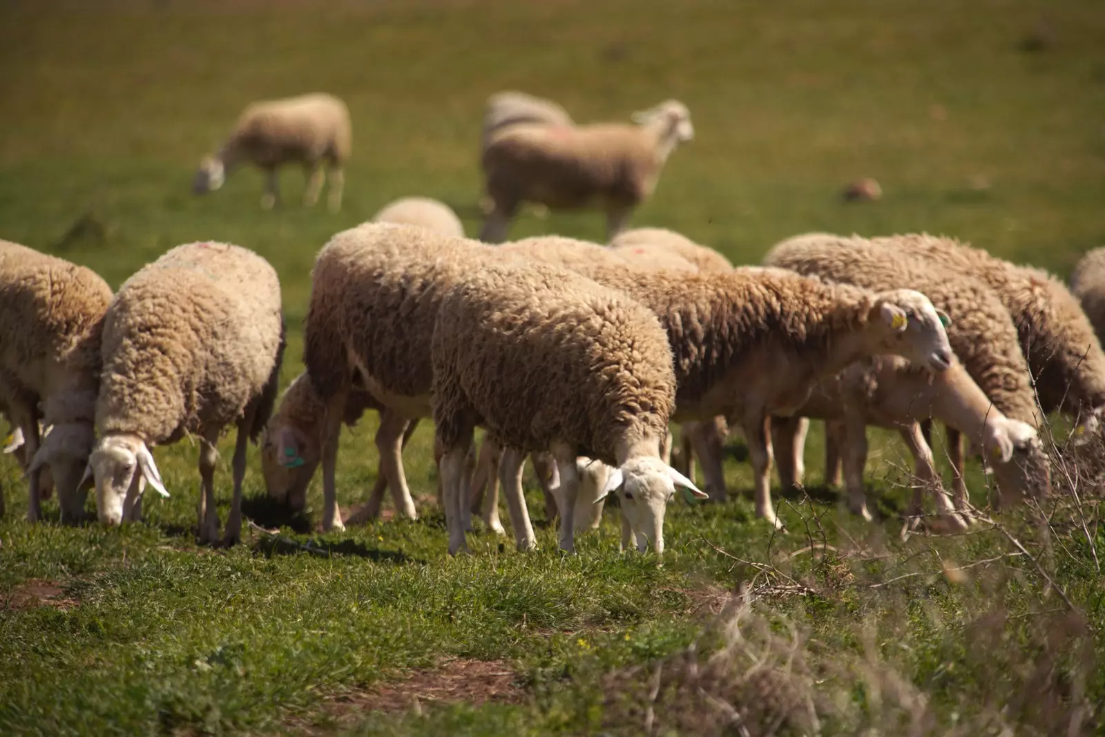 Caseificio di Adiano l'unico in Spagna con Certificazione Animal Welfare