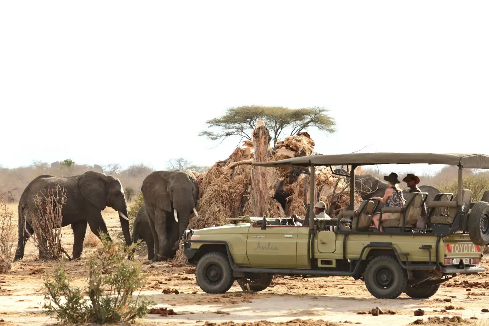 Safari à dos d'éléphant en Asie.