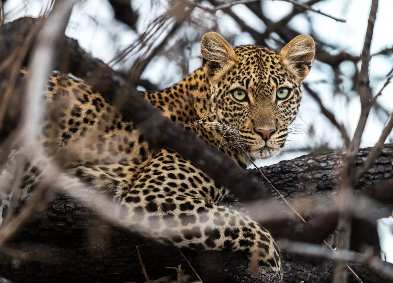 Animais em seu próprio habitat.