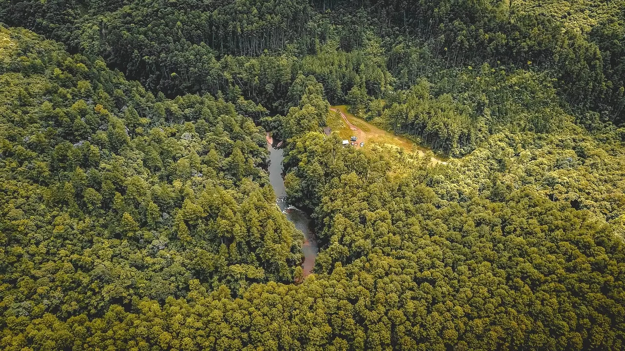 Brasile, Indonesia, Bolivia e Perù, i paesi più deforestati del pianeta nel 2019