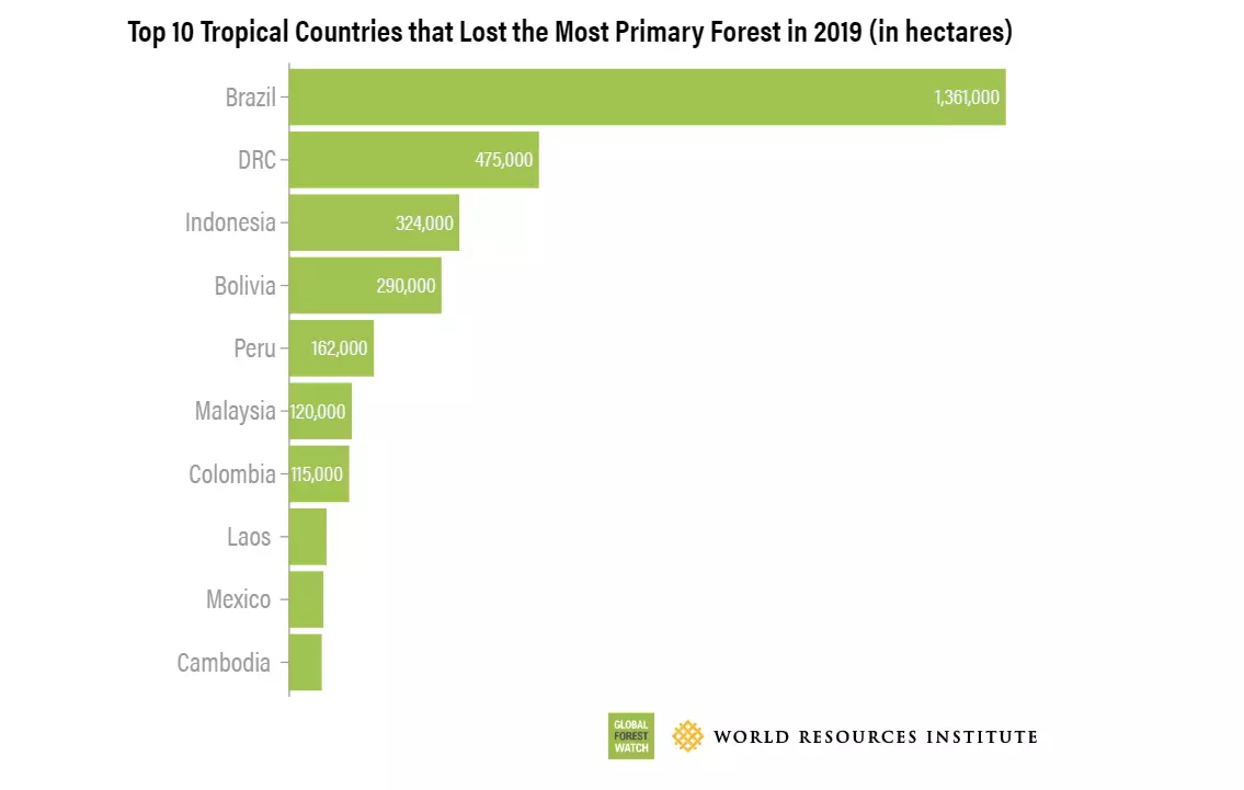 Negara yang paling banyak mengalami deforestasi pada tahun 2019.