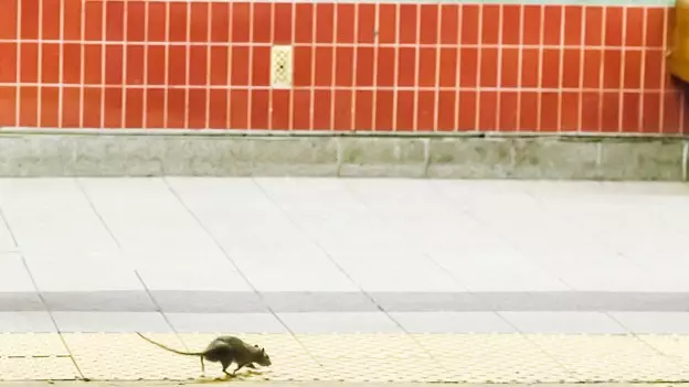 Rats in New York eat pizza and other facts you should know