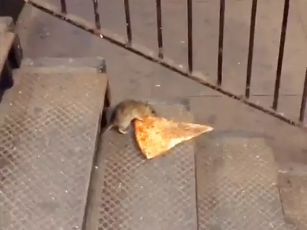 PizzaRat