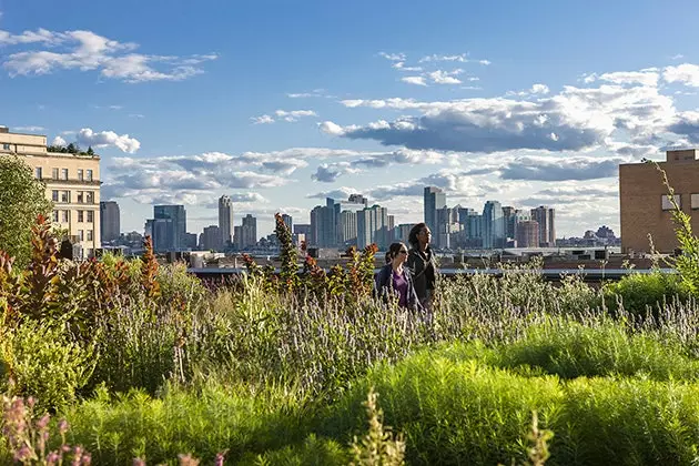 High Line Elevated Parkda gəzintiyə necə baxırsınız?