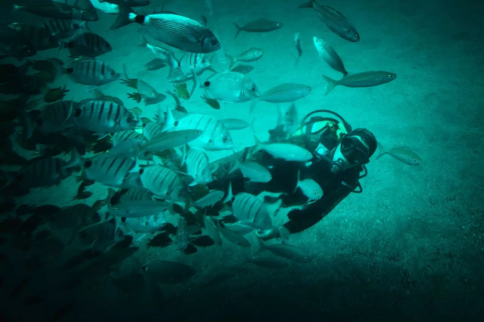 Practice scuba diving in the Marine Reserve of La Graciosa and the islets in the north of Lanzarote.