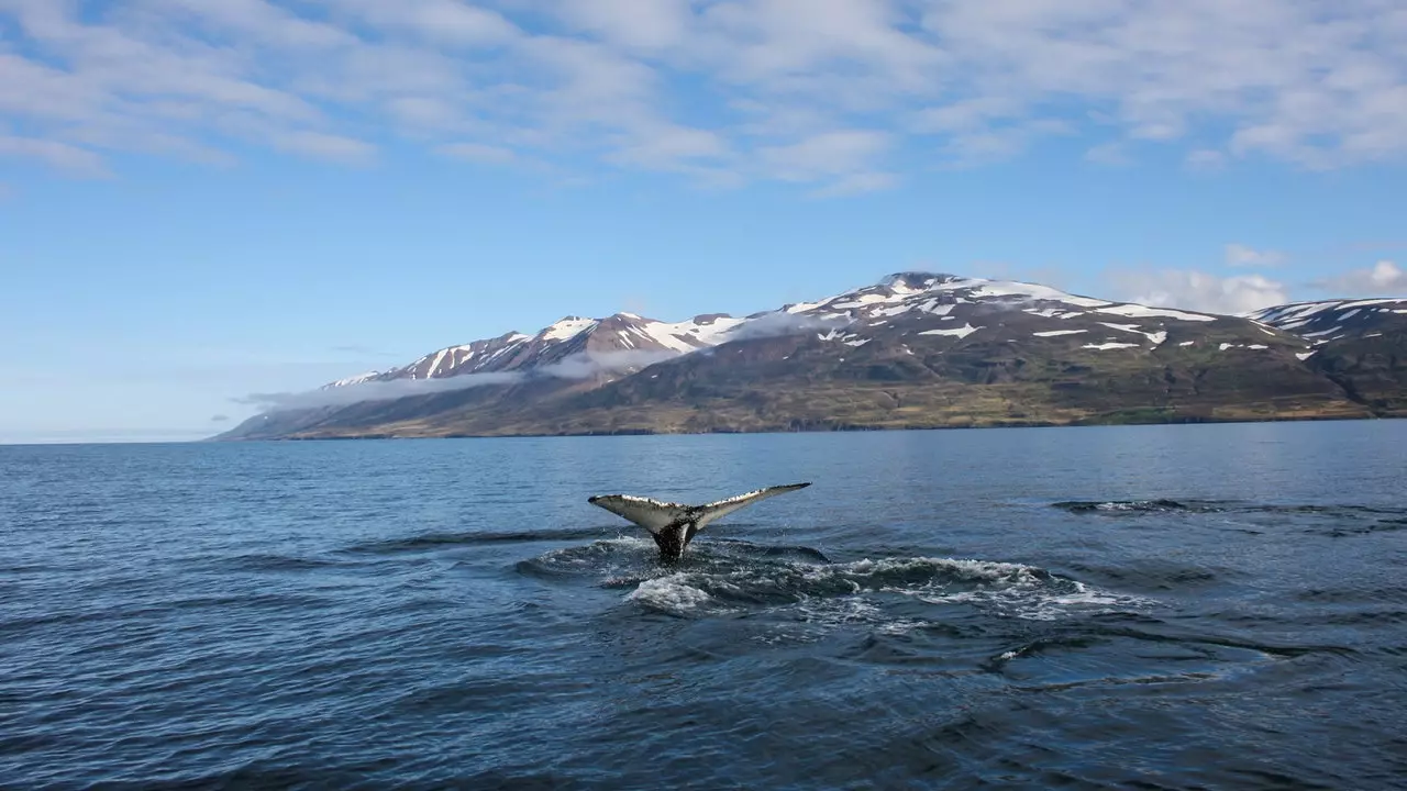 Bạn có mơ thấy mình đang bơi giữa những con cá voi? Iceland mang đến trải nghiệm khó quên