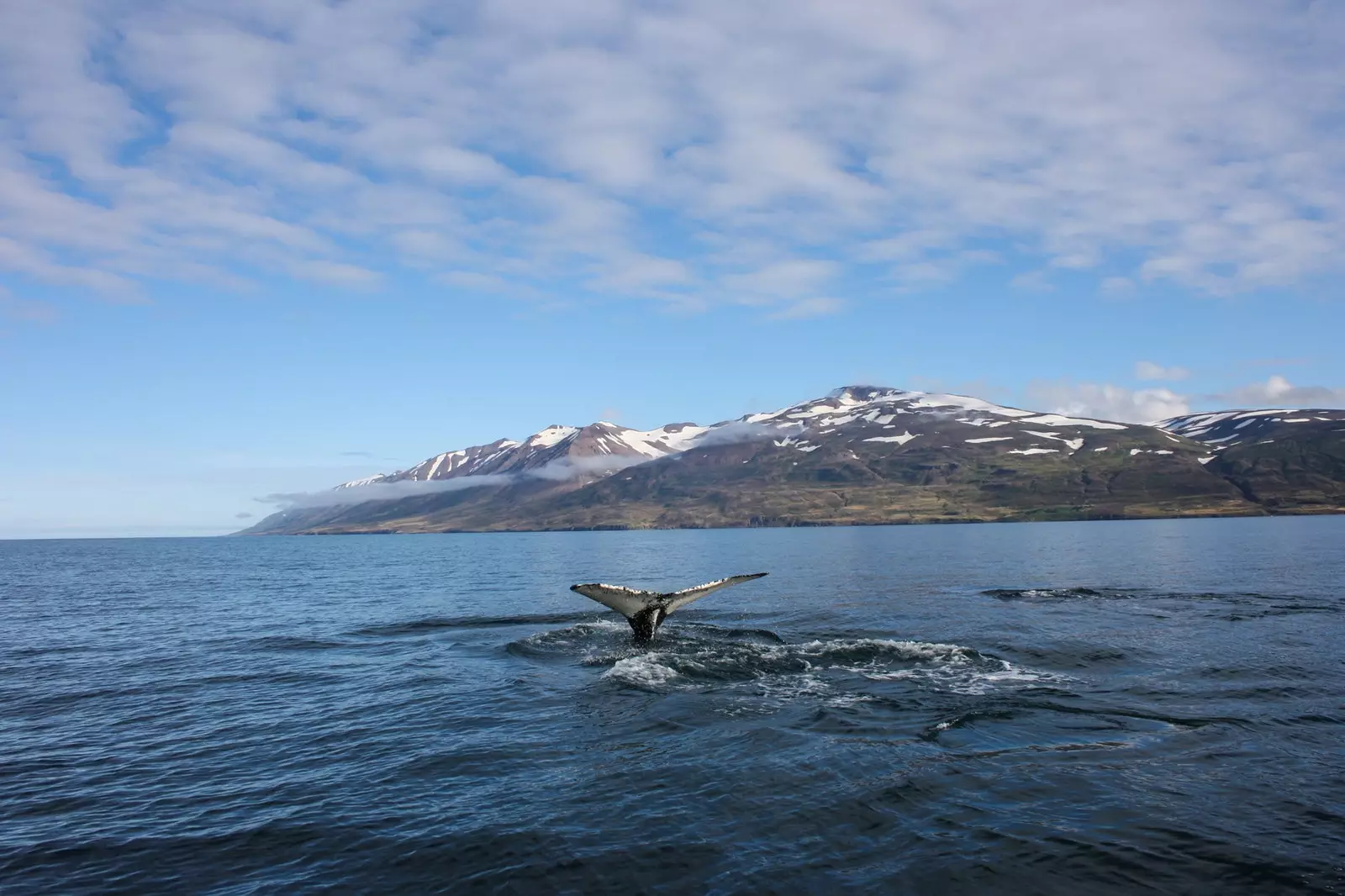 Le balene saranno le protagoniste di questa esperienza nel nord dell'Islanda