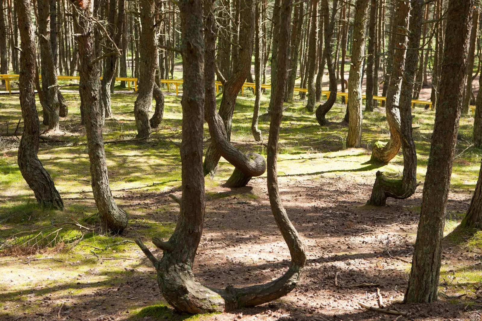 la forêt qui danse