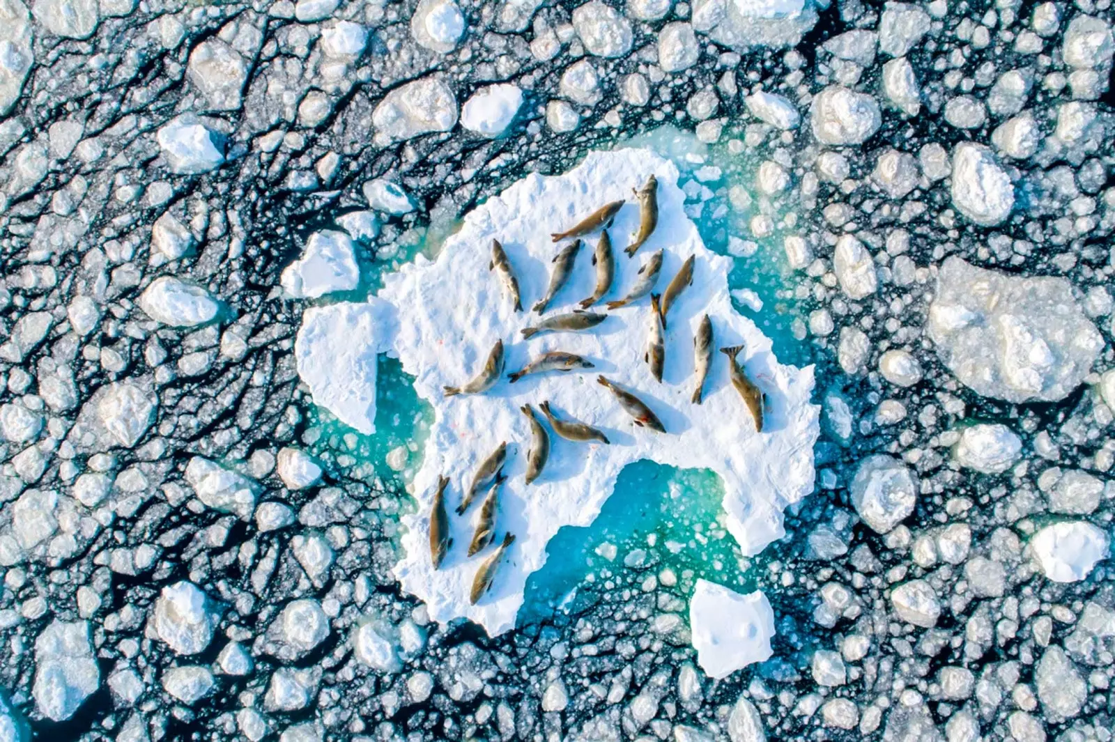 Người chiến thắng 'Crabeater Seals on Ice' của Florian Ledoux trong hạng mục Động vật hoang dã