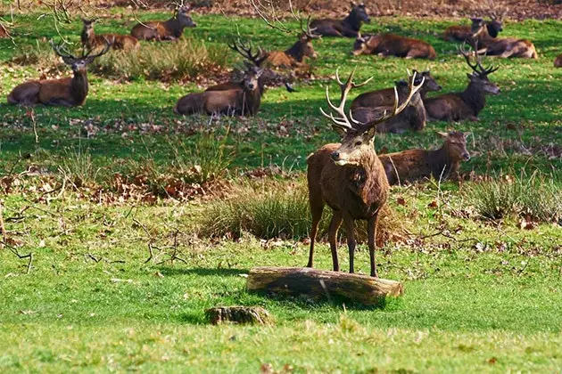 Vous avez rendez-vous avec 500 cerfs à Richmond Park