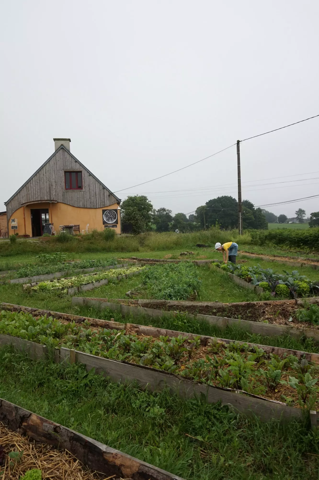 Kora si Galicia memasak dari restoran memetik sayur-sayuran di taman organik.