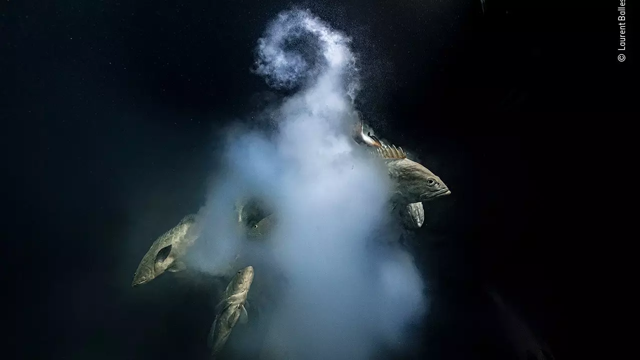 Questa è la migliore fotografia naturalistica dell'anno