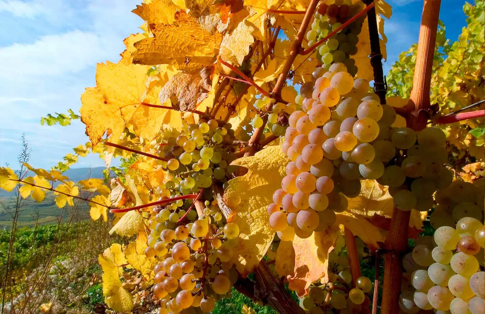 Wachau uzumlari